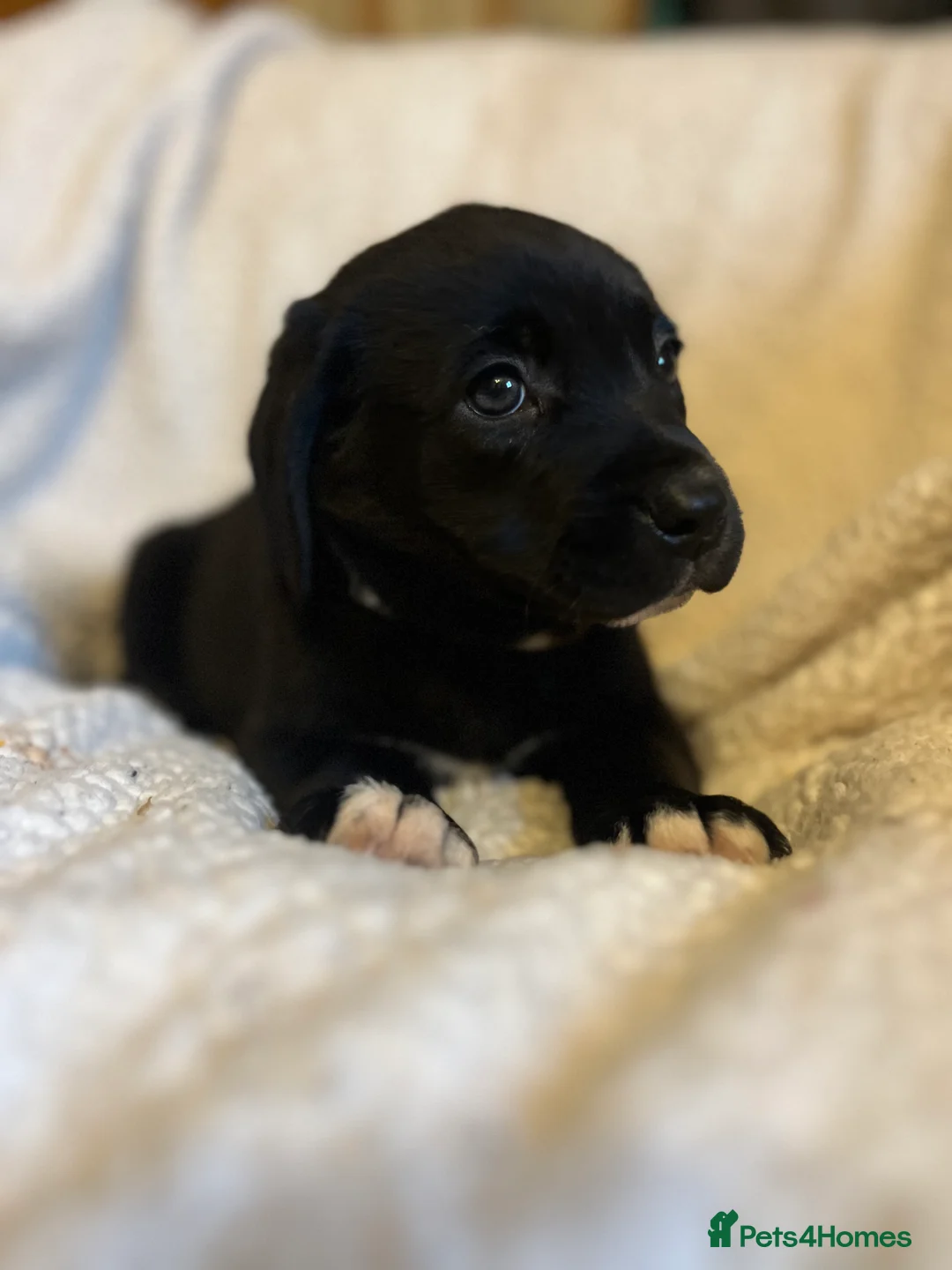 Beagle dogs for sale: Beagle x lab ready now  - Advert 7