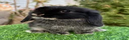 Mini Lop rabbits for sale: Beautiful Baby Black Otter - Minilop - Advert 2