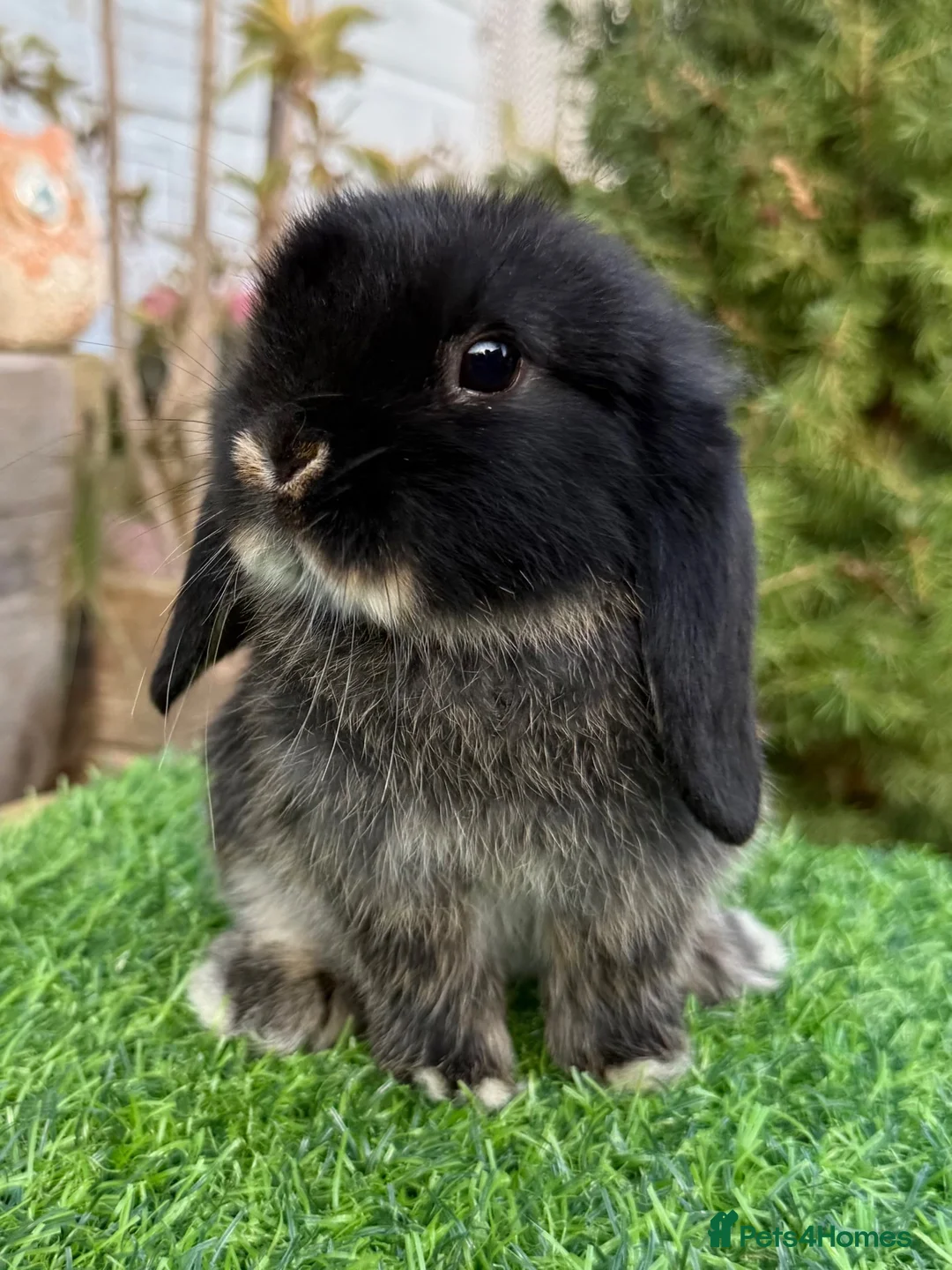 Mini Lop rabbits for sale: Beautiful Baby Black Otter - Minilop - Advert 2