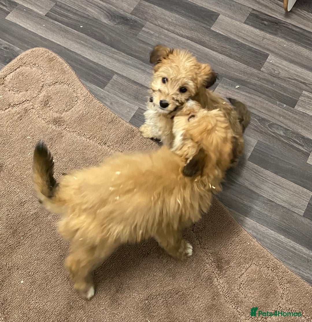 Mixed Breed dogs for sale: beautiful terrier x poodle puppies  - Advert 9