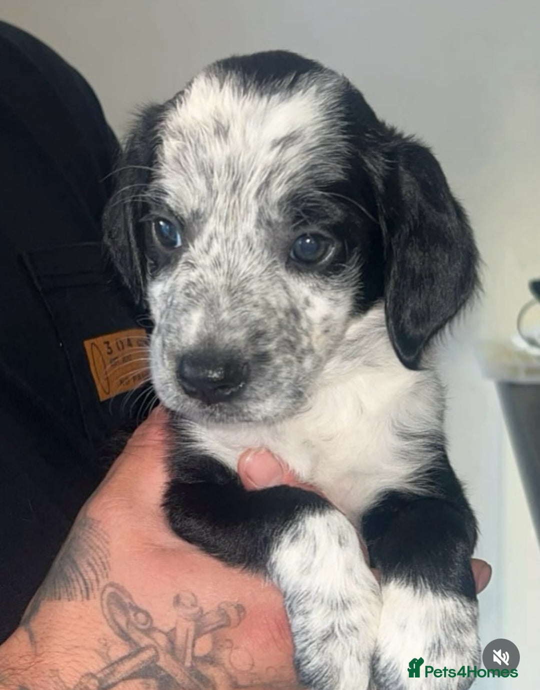 Mixed Breed dogs for sale: 12 week old Sprollie puppy for a new home  - Image 5