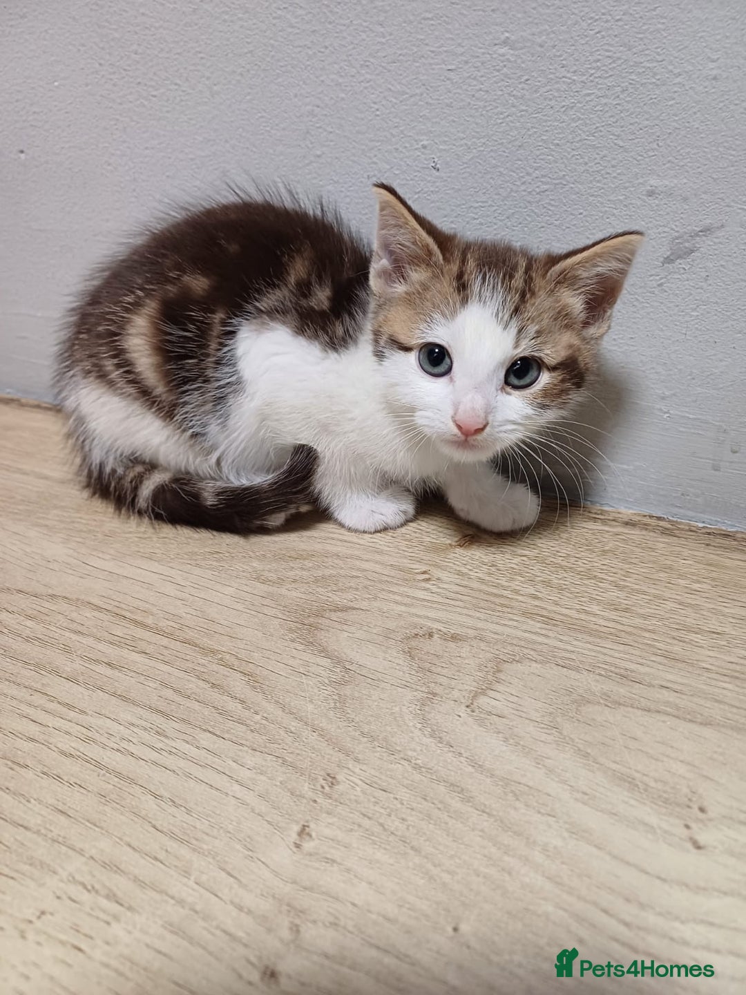 Mixed Breed cats for sale: 3 playful kittens  - Advert 6