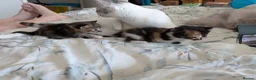 Mixed Breed cats for sale: Bengal x kittens  - Advert 5