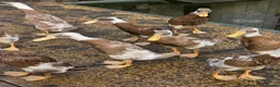 Ducks poultry for sale: Indian runners  in Manchester - Advert 4