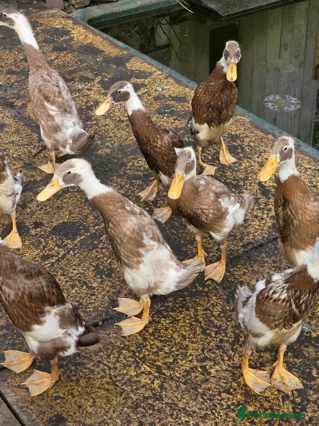 Ducks poultry for sale: Indian runners  in Manchester - Advert 4