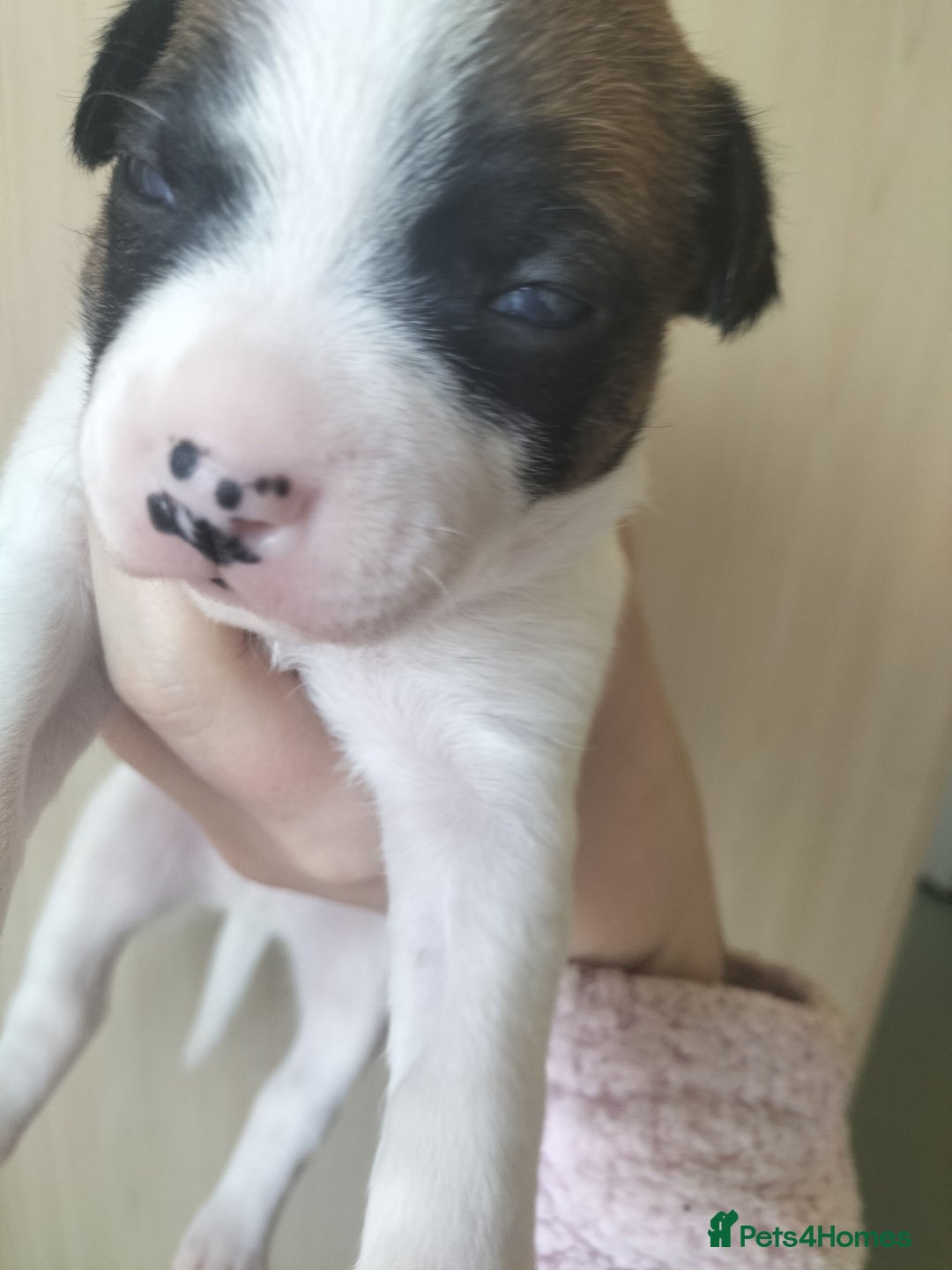 Mixed Breed dogs for sale: Cute litter of puppies  - Advert 15