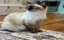 Ragdoll cats for sale: 💙 Seal Point Male - DNA Clear Parents - Image 2