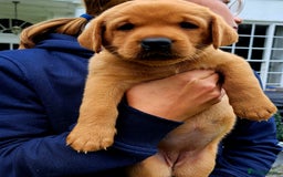 Labrador Retriever dogs for sale: Excellent KC Registered Fox Red Puppies For Sale - Image 5