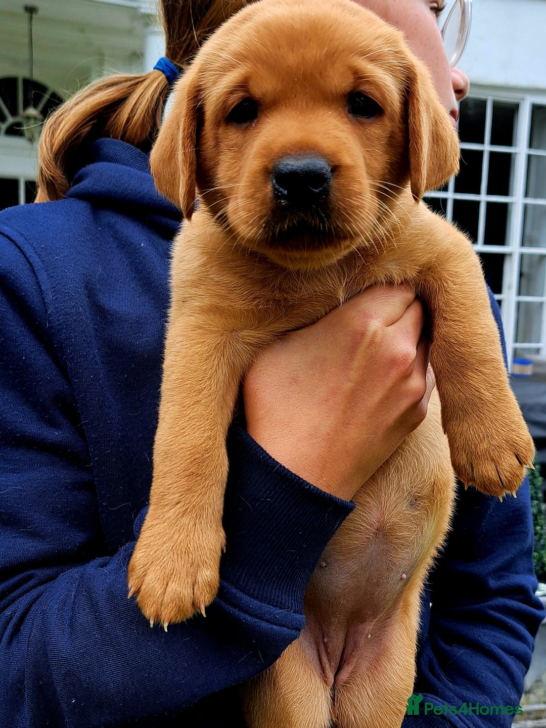 Labrador Retriever dogs for sale: Excellent KC Registered Fox Red Puppies For Sale - Image 5