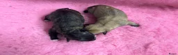 Mixed Breed dogs for sale: F1 Cairndoodle Puppies  - Advert 7