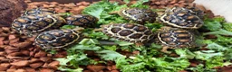 Tortoise reptiles for sale: Leopard Tortoise Babies,Rare HighWhites/ Standard  - Advert 1