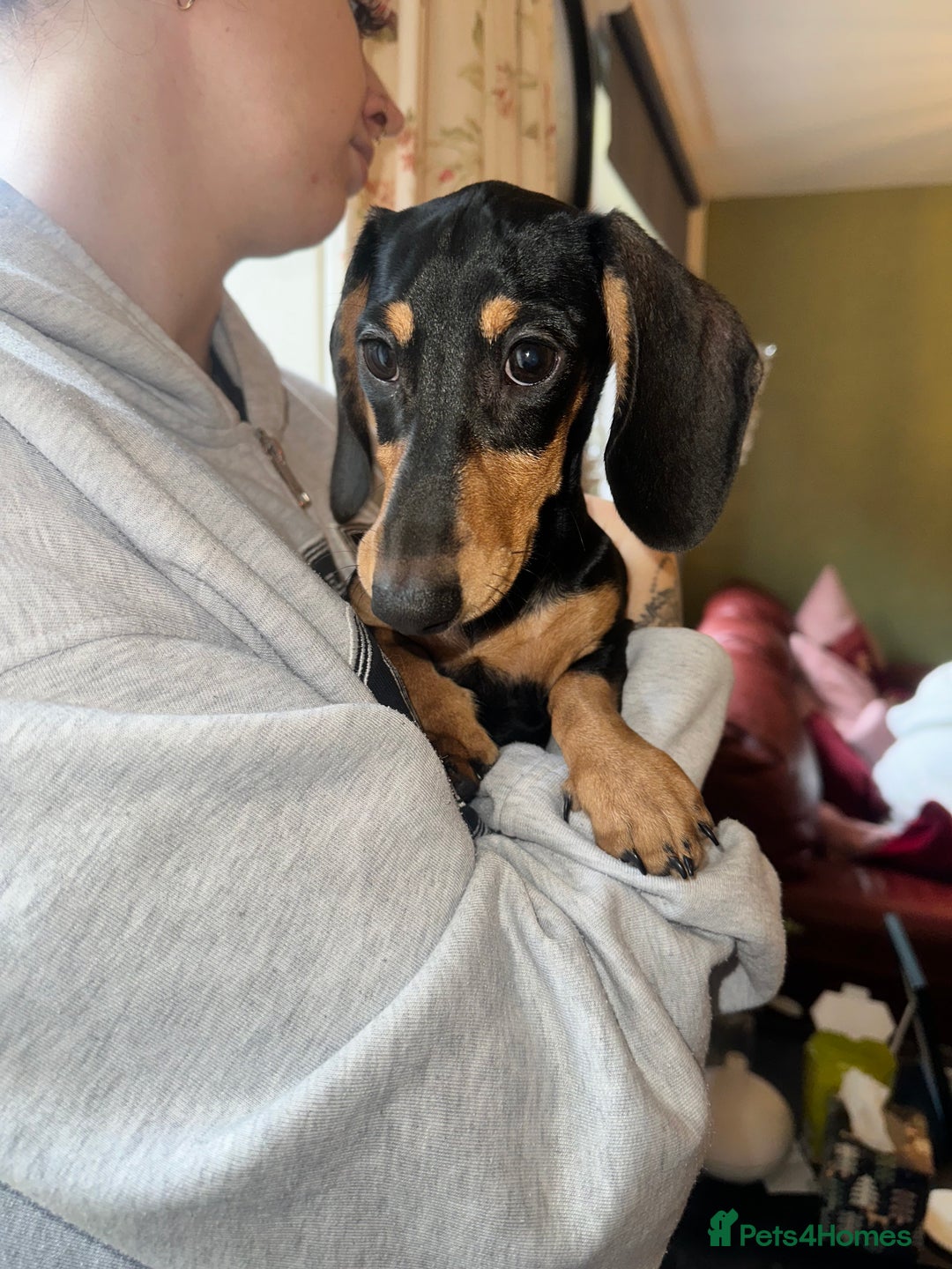 Miniature Dachshund dogs for sale: Last remaining Black and Tan girl  - Image 2