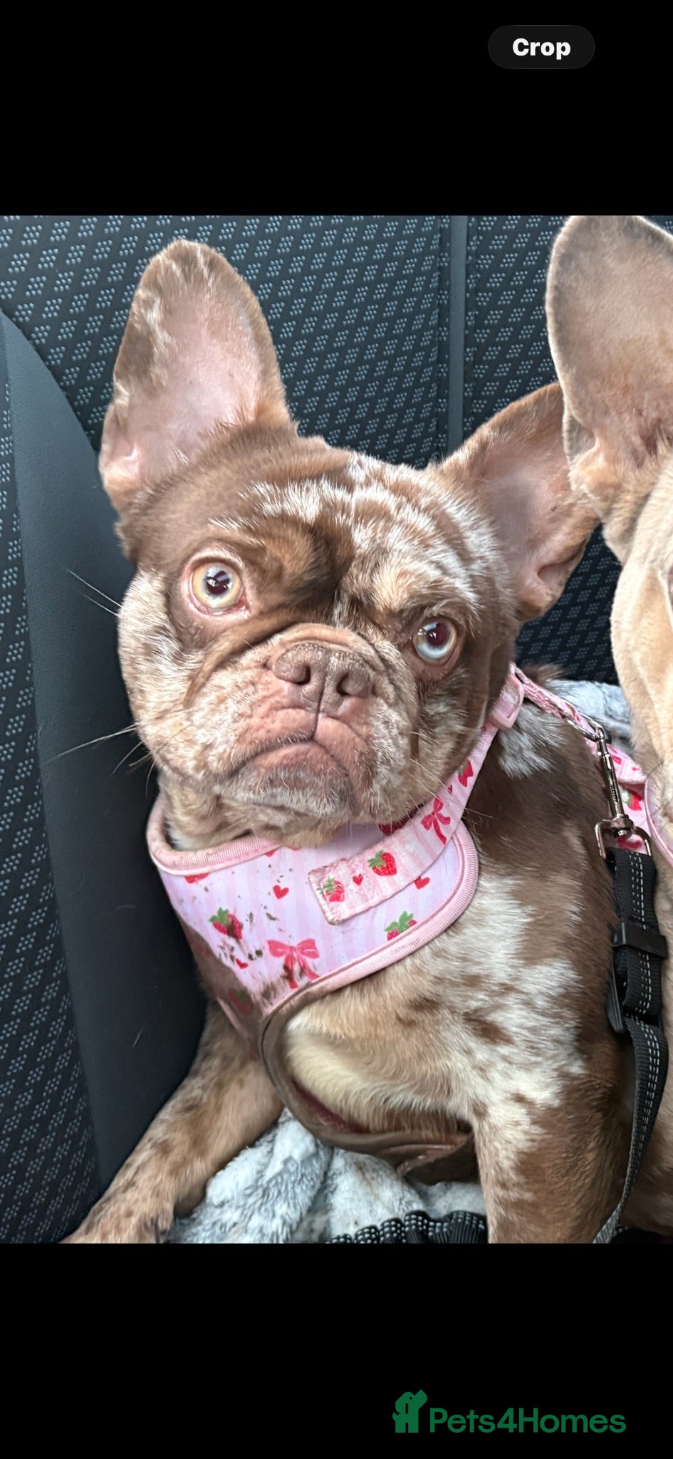 French Bulldog dogs french bulldog female  - Advert 12