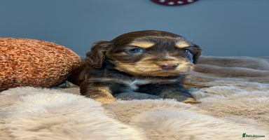 Cocker Spaniel dogs - Advert 9
