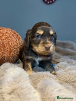 Cocker Spaniel dogs - Advert 16