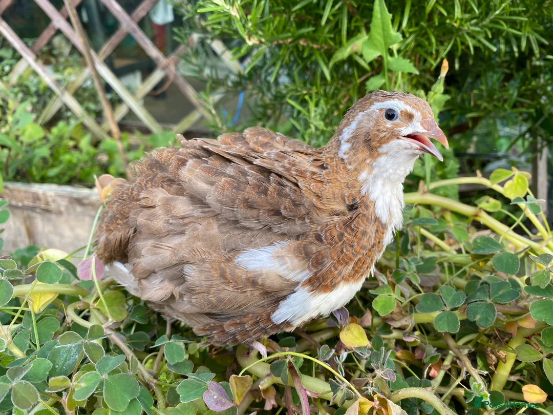 Quail poultry for sale: 12 Pure celadon quail eggs  - Advert 3