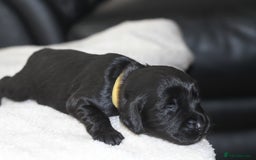 Cocker Spaniel dogs for sale: Cocker spaniels - Image 8