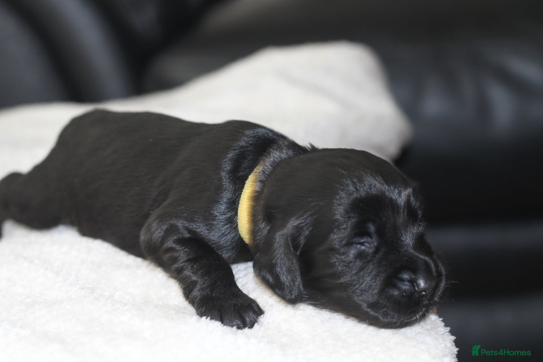 Cocker Spaniel dogs for sale: Cocker spaniels - Image 8