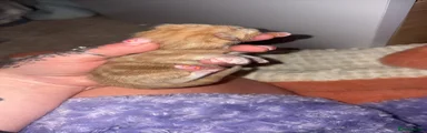 Mixed Breed 3