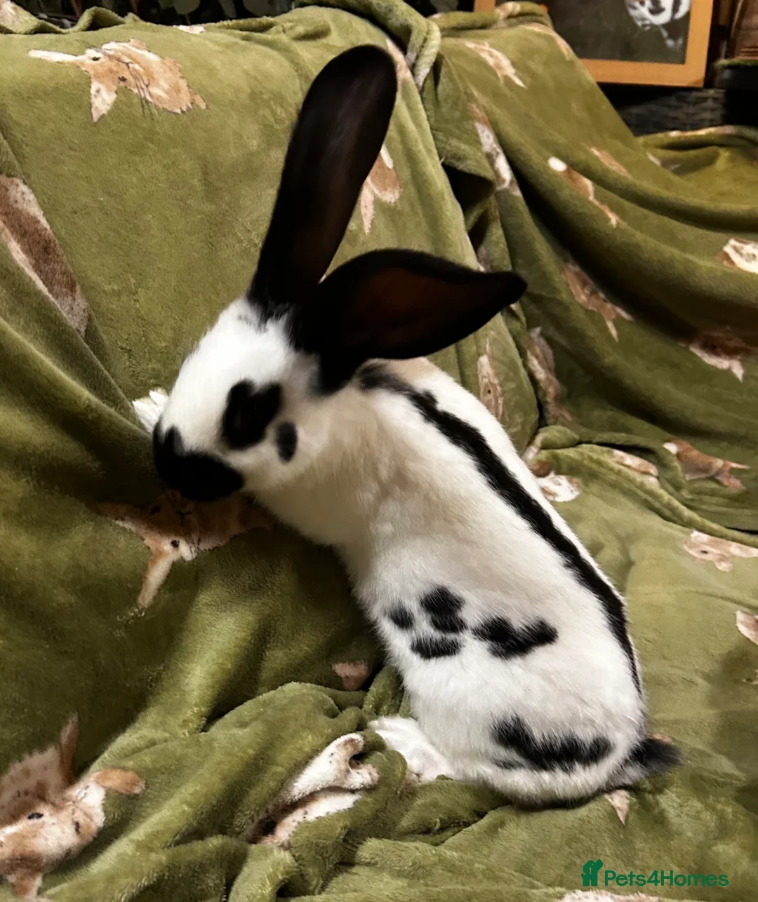 Continental Giant rabbits for sale: Gorgeous Giant Papillon Babies  - Advert 2