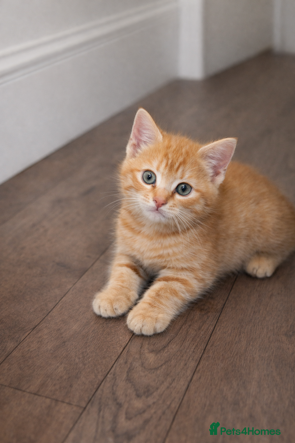 Mixed Breed cats 3 Tabby kittens for sale  in Birmingham - Advert 1