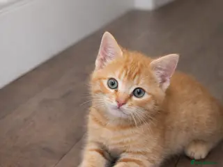 Mixed Breed cats 3 Tabby kittens for sale in Birmingham - Advert 2