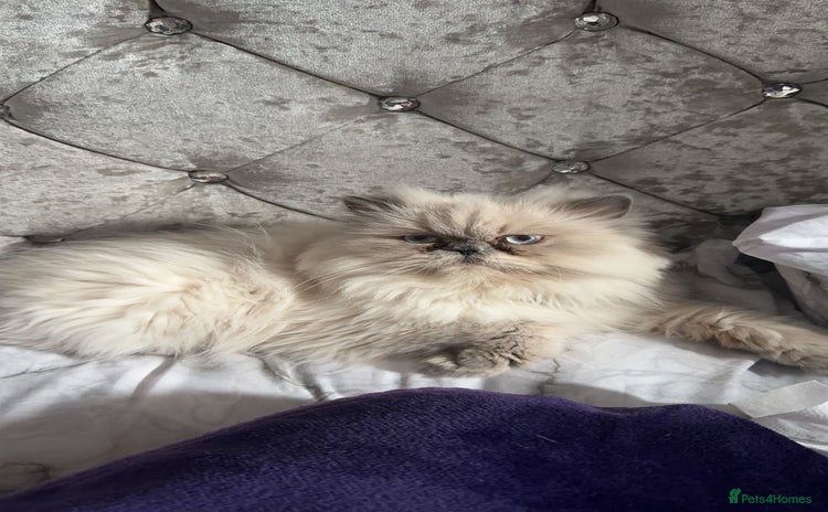 Persian cats - Advert 1