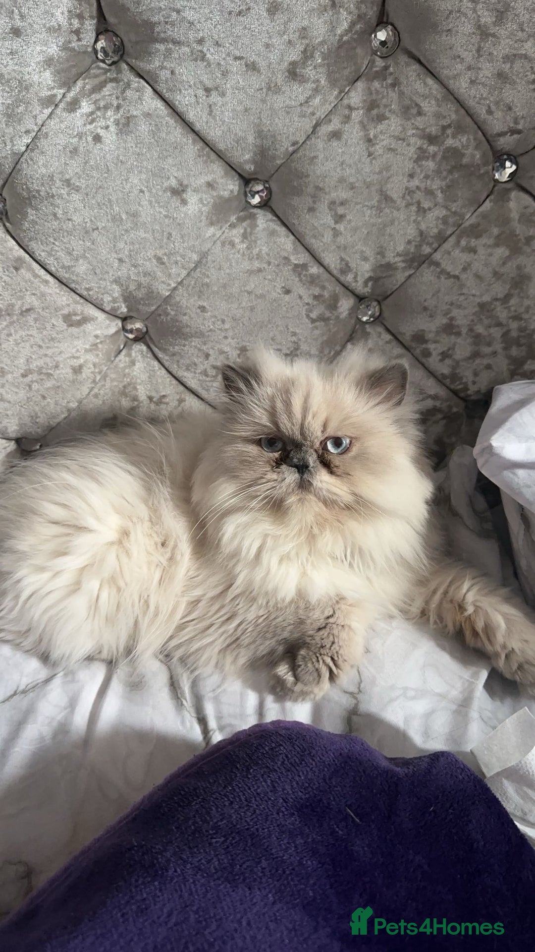 Persian cats for sale: 2 female Persian sisters  - Image 1