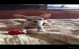 Chiweenie dogs for sale: 6 Beautiful Chiweenie Puppies *Reduced* - Advert 25