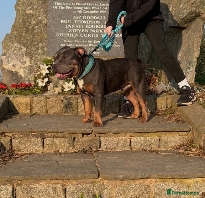 Staffordshire Bull Terrier dogs 7 Month Old Male Staff Cross  - Advert 6