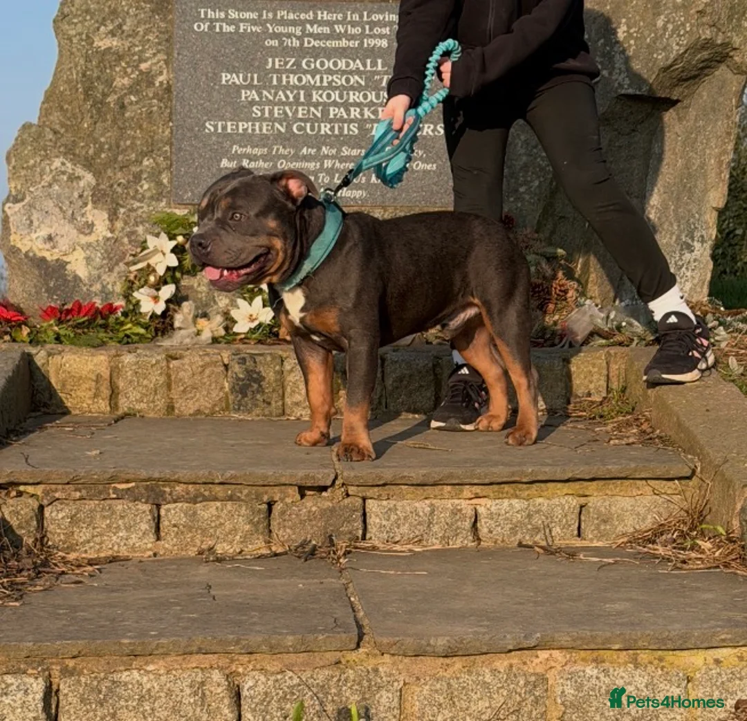 Staffordshire Bull Terrier dogs for sale: 7 Month Old Male Staff Cross – £600 - Advert 5