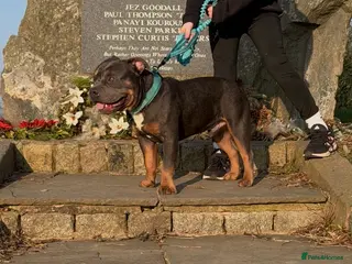 Staffordshire Bull Terrier dogs 7 Month Old Male Staff Cross - Advert 6