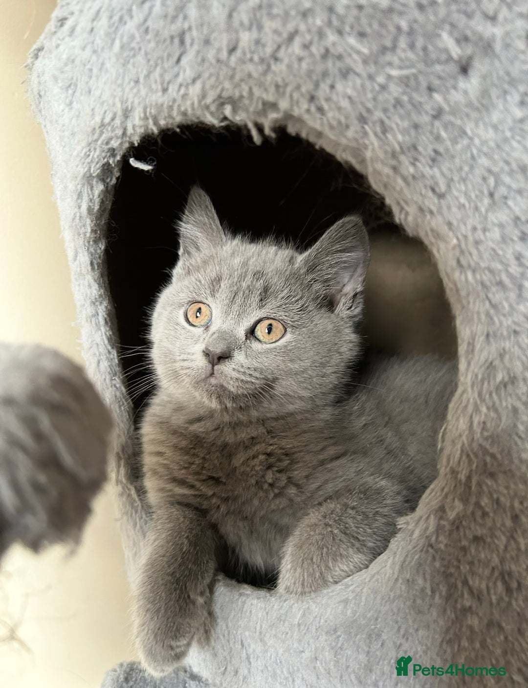 British Shorthair cats for sale: British Shorthair Kitten - Image 5