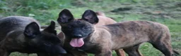 Belgian Shepherd Dog dogs for sale: Pups from world champion CHANCE - Advert 22