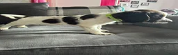 English Springer Spaniel dogs for sale: English Springer Spaniel  - Advert 10