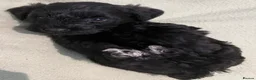 Schnoodle dogs for sale: Schnoodle pups for sale. Ready 11th October.  - Advert 12