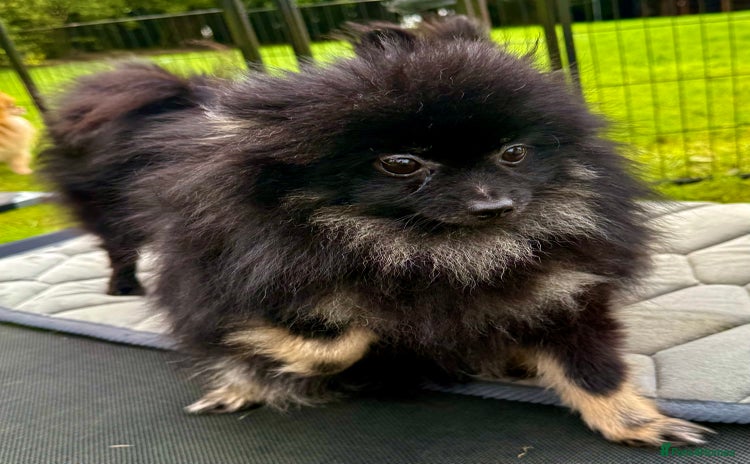 Pomeranian dogs - Advert 5