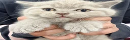 British Shorthair cats for sale: gorgeous British Shorthair kittens - Advert 8