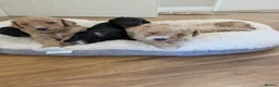 Sheepadoodle dogs for sale: Sheepadoddle Puppies  - Advert 3