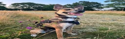 Border Collie dogs for stud: Proven Border Collie Mix Stud in Alfreton - Advert 16