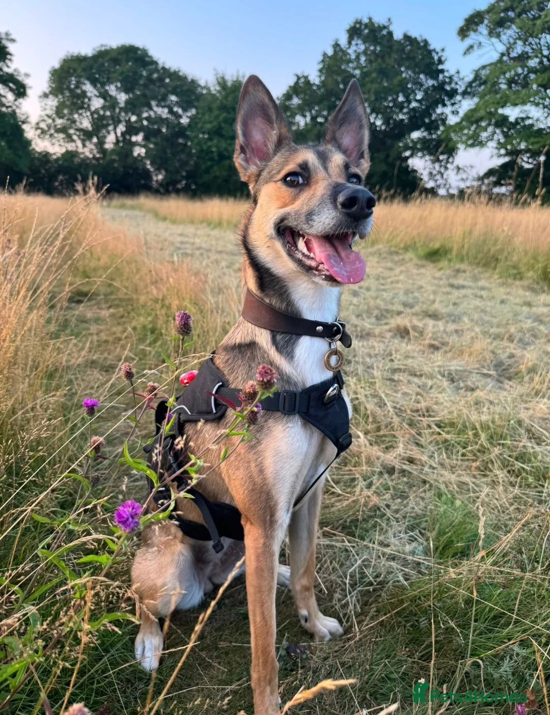 Border Collie dogs for stud: Proven Border Collie Mix Stud in Alfreton - Advert 16