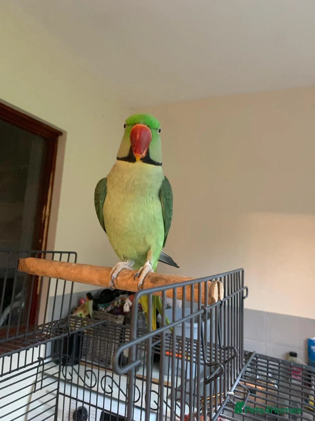 Parrots birds for sale: Male Alexandrian parrot  in Llandrindod Wells - Advert 1