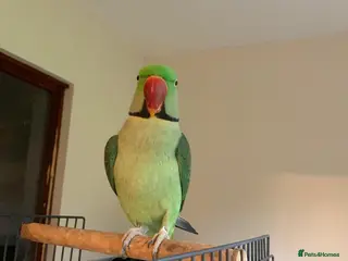 Parrots birds Male Alexandrian parrot in Llandrindod Wells - Advert 2