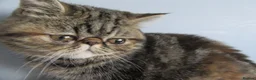 Exotic cats for sale:  Beautiful Exotic female kittens - Advert 4