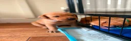 Labrador Retriever dogs for sale: PERFECT FOX RED PUPPIES! in Usk - Advert 4