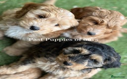 Cockapoo dogs for sale: F1 Cockapoo’s DNA Health Tested Parents - Image 13