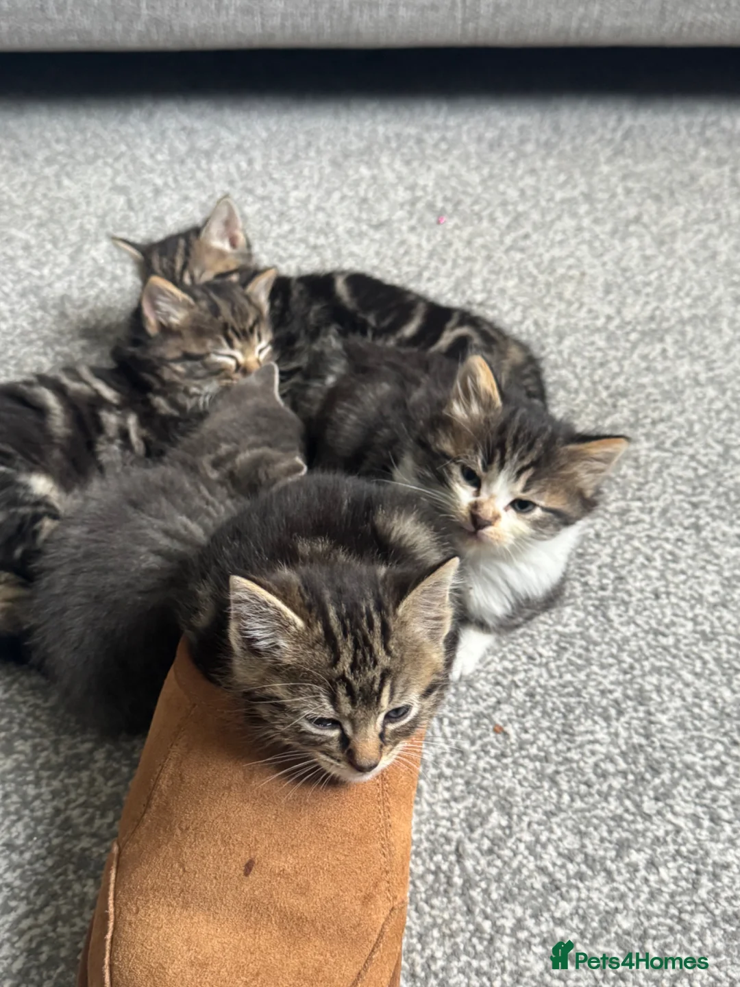 Mixed Breed cats for sale: Long and short hair kittens ready in 2 weeks  in Eastleigh - Advert 7