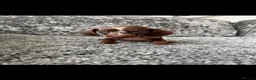 Dachshund dogs for sale: Miniature Dachshund - Advert 7