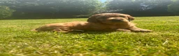 Mixed Breed dogs for sale: Golden Irish  - Advert 8