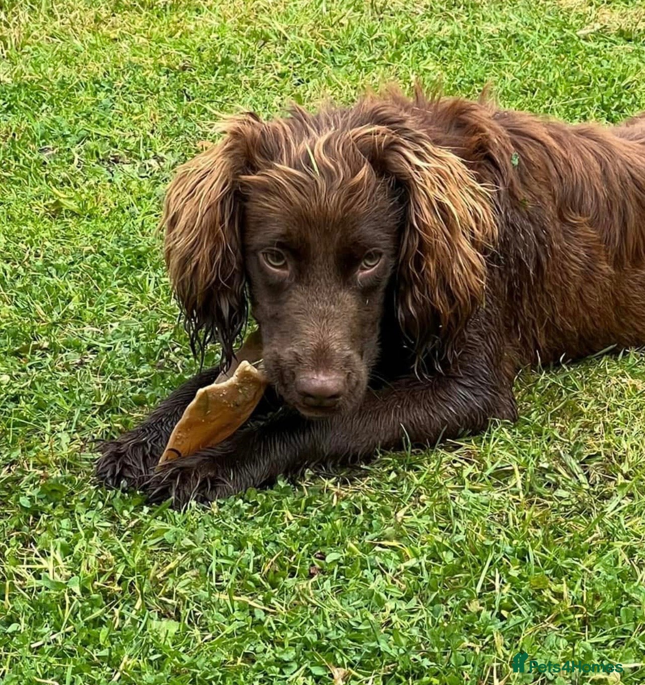 Cocker Spaniel dogs Working cocker spaniel  - Advert 1